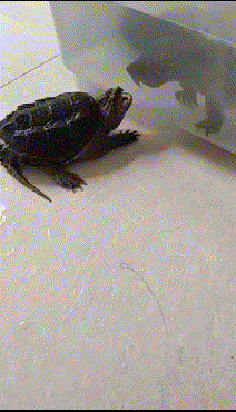 89a10345d5050f1e7eeea55db2bcc30b.gif